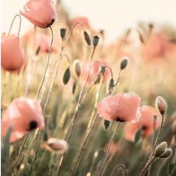 pinkpoppycloset